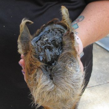7" to 8" Preserved Georgia Wild Boar / Hog Head