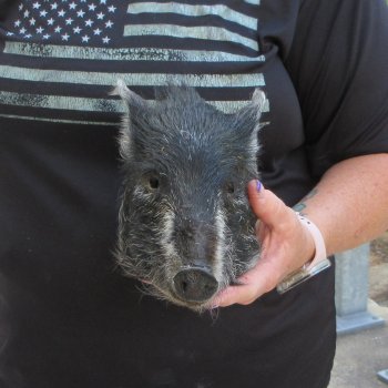 7" to 8" Preserved Georgia Wild Boar / Hog Head