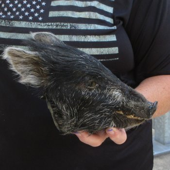 7" to 8" Preserved Georgia Wild Boar / Hog Head