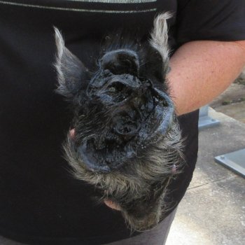 7" to 8" Preserved Georgia Wild Boar / Hog Head