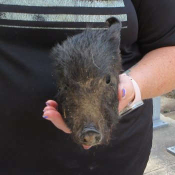7" to 8" Preserved Georgia Wild Boar / Hog Head