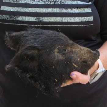 7" to 8" Preserved Georgia Wild Boar / Hog Head