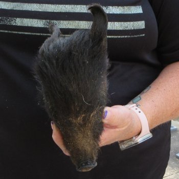 7" to 8" Preserved Georgia Wild Boar / Hog Head