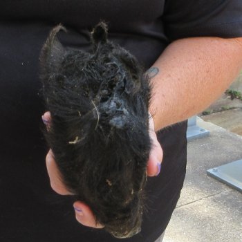 7" to 8" Preserved Georgia Wild Boar / Hog Head