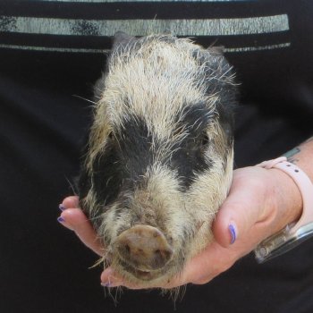 7" to 8" Preserved Georgia Wild Boar / Hog Head