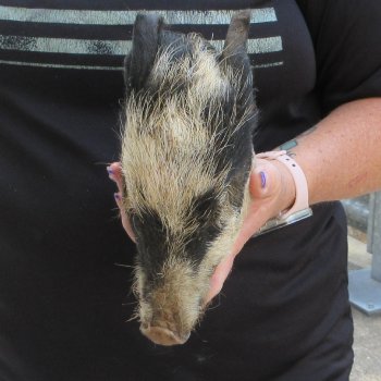 7" to 8" Preserved Georgia Wild Boar / Hog Head