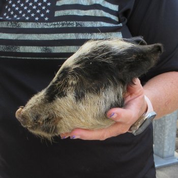 7" to 8" Preserved Georgia Wild Boar / Hog Head
