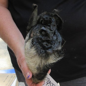 7" to 8" Preserved Georgia Wild Boar / Hog Head