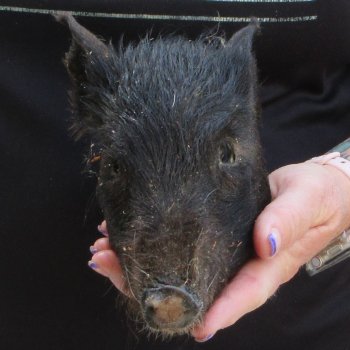 7" to 8" Preserved Georgia Wild Boar / Hog Head