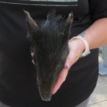 7" to 8" Preserved Georgia Wild Boar / Hog Head