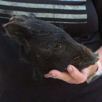 7" to 8" Preserved Georgia Wild Boar / Hog Head