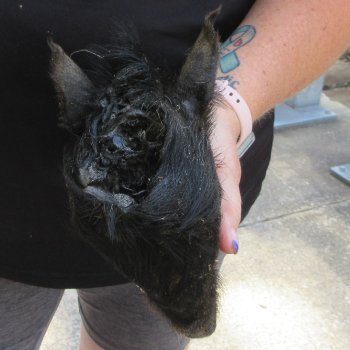 7" to 8" Preserved Georgia Wild Boar / Hog Head