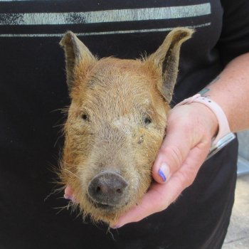 7" to 8" Preserved Georgia Wild Boar / Hog Head