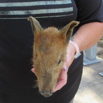 7" to 8" Preserved Georgia Wild Boar / Hog Head