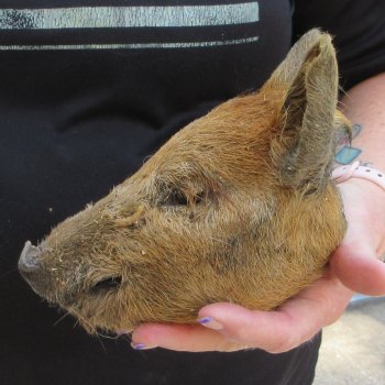 7" to 8" Preserved Georgia Wild Boar / Hog Head