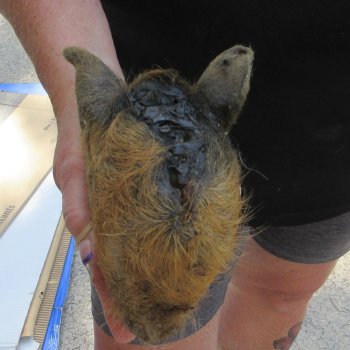 7" to 8" Preserved Georgia Wild Boar / Hog Head