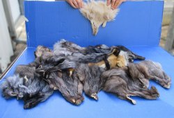 Sixteen piece B-Grade Assorted Fox Pace Pelts