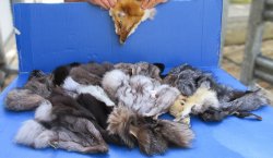 Sixteen piece B-Grade Assorted Fox Pace Pelts