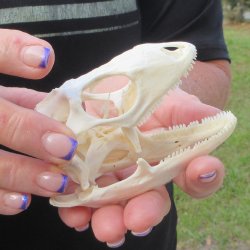 A-Grade Iguana Skull 3-3/4"