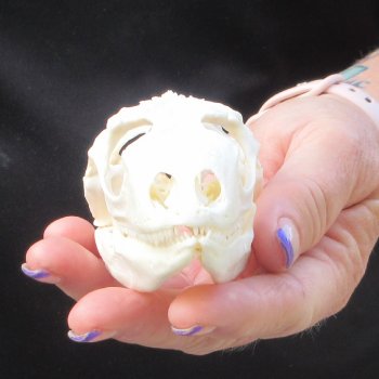 A-Grade Iguana Skull 3-3/4"