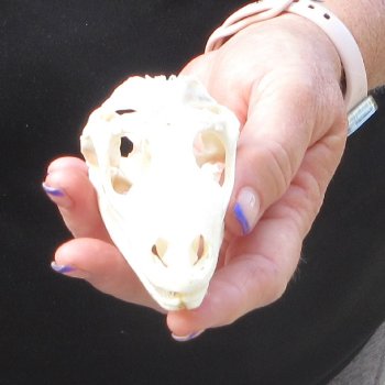 A-Grade Iguana Skull 3-3/4"