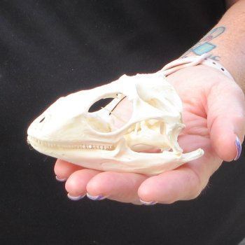 A-Grade Iguana Skull 3-3/4"