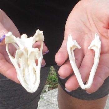 A-Grade Iguana Skull 3-3/4"
