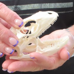 A-Grade Iguana Skull 3-3/4"