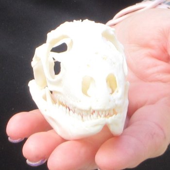 A-Grade Iguana Skull 3-3/4"