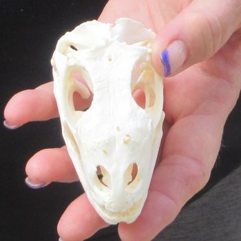A-Grade Iguana Skull 3-3/4"