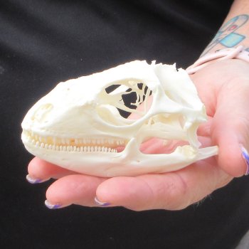 A-Grade Iguana Skull 3-3/4"
