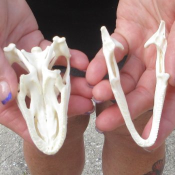 A-Grade Iguana Skull 3-3/4"