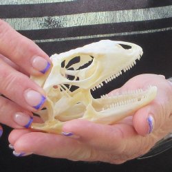 A-Grade Iguana Skull 3-1/2"
