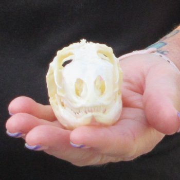 A-Grade Iguana Skull 3-1/2"