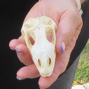 A-Grade Iguana Skull 3-1/2"