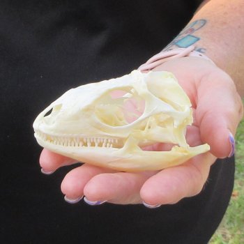 A-Grade Iguana Skull 3-1/2"