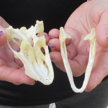 A-Grade Iguana Skull 3-1/2"