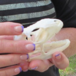 A-Grade Iguana Skull 3-1/2"