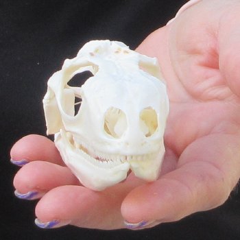 A-Grade Iguana Skull 3-1/2"