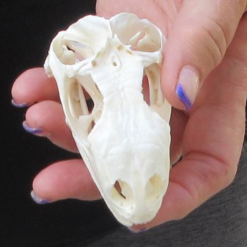 A-Grade Iguana Skull 3-1/2"