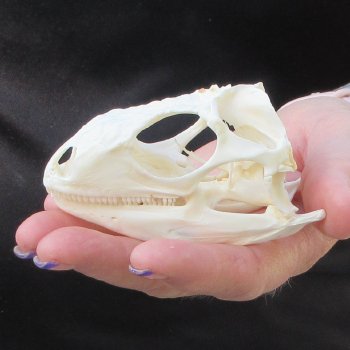 A-Grade Iguana Skull 3-1/2"