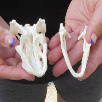 A-Grade Iguana Skull 3-1/2"
