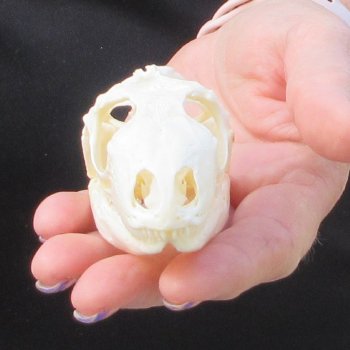 A-Grade Iguana Skull 3-1/2"