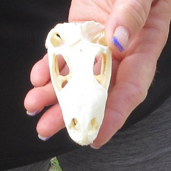 A-Grade Iguana Skull 3-1/2"