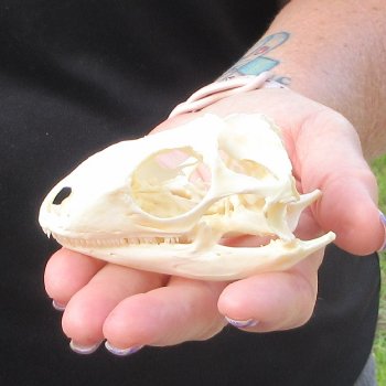 A-Grade Iguana Skull 3-1/2"