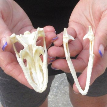 A-Grade Iguana Skull 3-1/2"