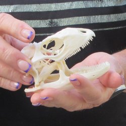 A-Grade Iguana Skull 3-1/2"
