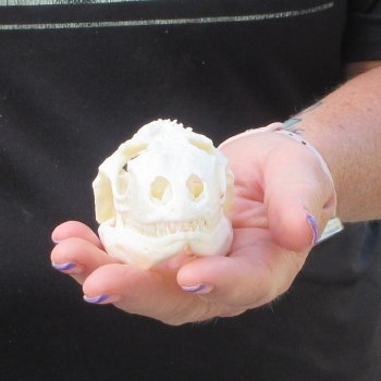 A-Grade Iguana Skull 3-1/2"