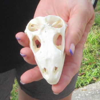A-Grade Iguana Skull 3-1/2"