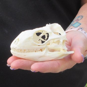 A-Grade Iguana Skull 3-1/2"